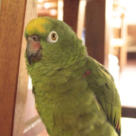 Yacumaman Sanctuary Villa Tarapoto Ngoại thất bức ảnh