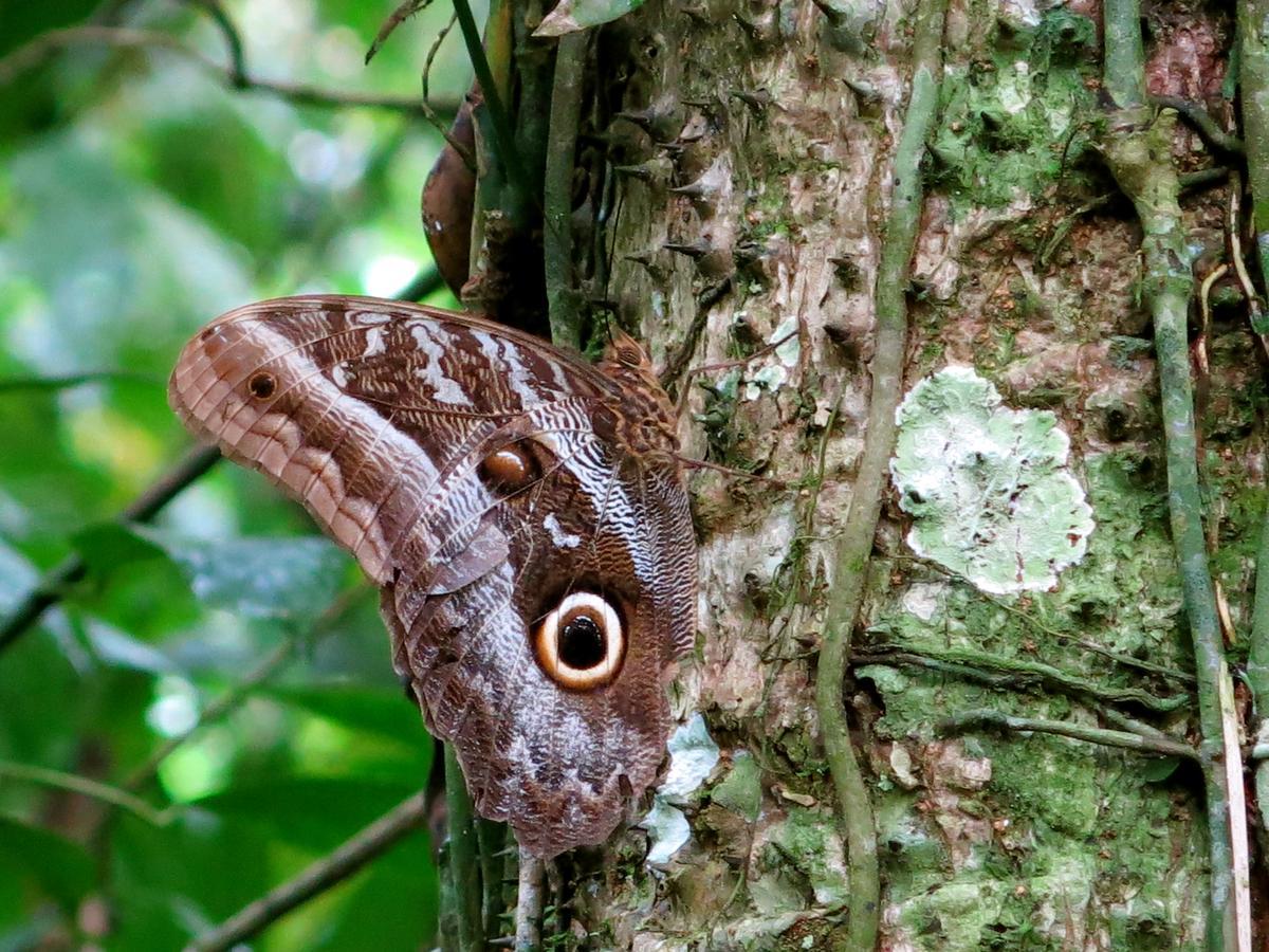 Yacumaman Sanctuary Villa Tarapoto Ngoại thất bức ảnh