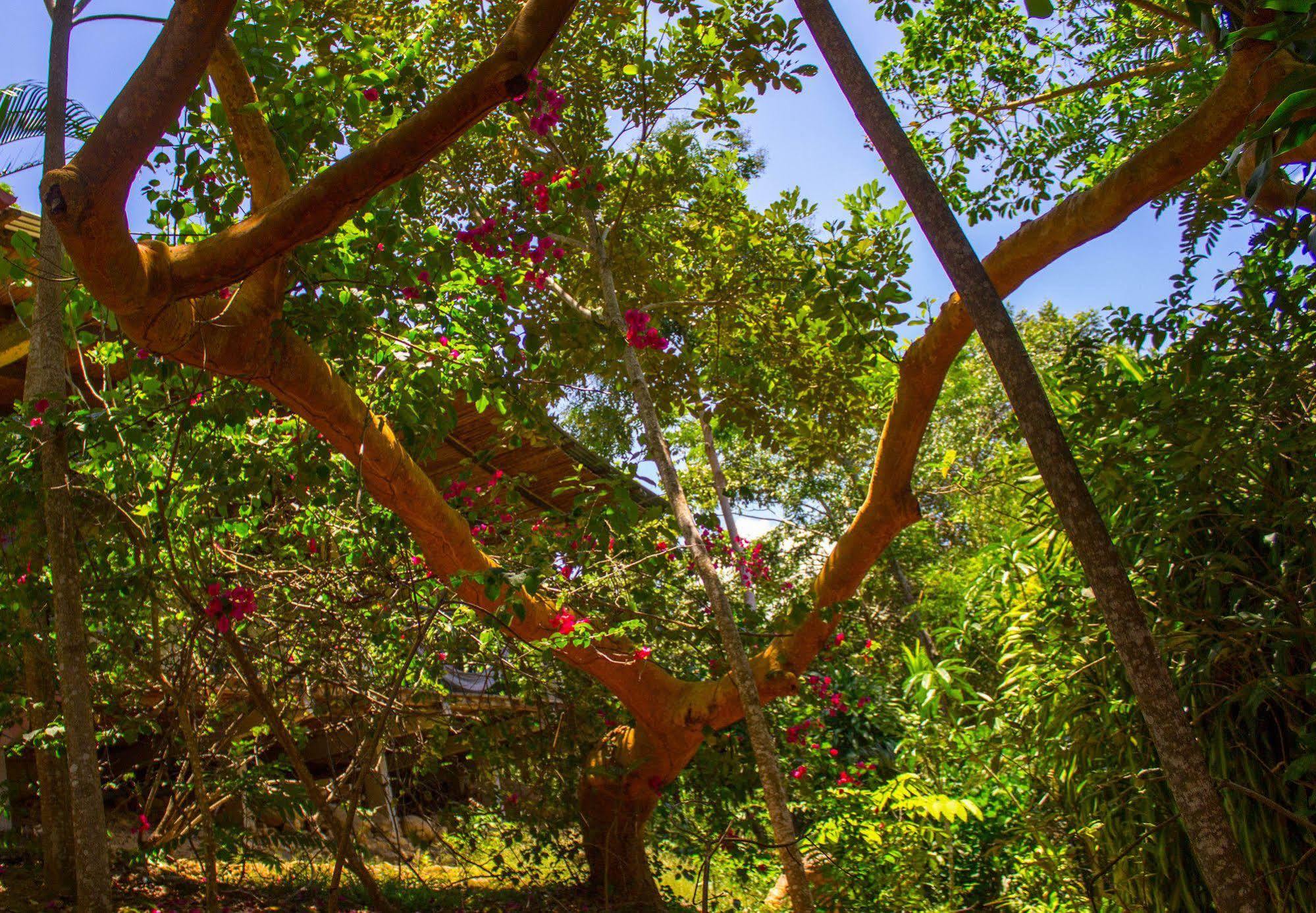 Yacumaman Sanctuary Villa Tarapoto Ngoại thất bức ảnh